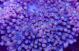 Image result for Aneilema nyasense