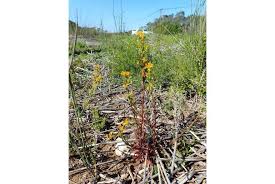 Image result for Diclis ovata