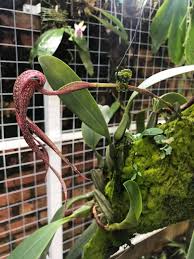 Image result for Bulbophyllum oreonastes