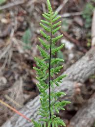 Image result for Cheilanthes perlanata