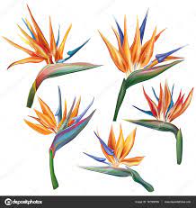 Image Result For Bird Of Paradise Botanical Illustration Flower Drawing Flower Art Birds Of Paradise Flower