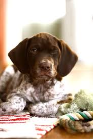 55 Most Popular Pointer Dog Names Niedliche Welpen Susseste Haustiere Hunde Fotos