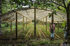 Our raleigh plant nursery remains a family owned and operated business by three generations of passionate gardeners. Plant Nursery Structure Build With Giant Bamboo Ecuador Bamboo Garden Plant Nursery Bamboo Greenhouse