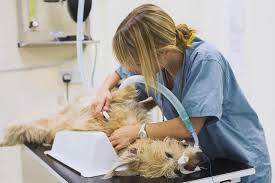 Pin On Veterinary Careers