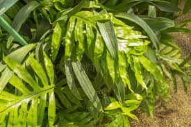 Image result for Microsorum scolopendria