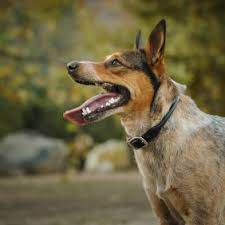 The australian stumpy tail cattle dog is not an australian cattle dog with a docked tail. Australian Stumpy Tail Cattle Dog Hunderasse Mit Bild Info Temperament Charakteristiken Und Fakten