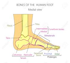 What this really means is all bones start off as cartilage (normally in the womb) and they gradually turn to hard bone (ossification) over a period of. Vector Illustration Of A Human Leg With Denominations Of The Royalty Free Cliparts Vectors And Stock Illustration Image 92244517