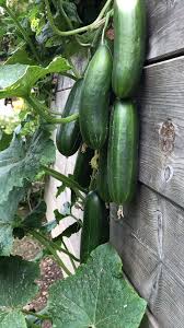 Mini Schlangengurke Snack Gurken Pflanzen Minigurken Gewachshausgurken Freilandgurken Oder Schlangengur In 2021 Cucumber Plant Container Gardening Vegetable Garden