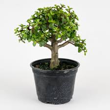 These house plants live in a variety of conditions but do best in areas that receive several hours of sunlight each day. 20 Inspiration Jade Plant Bonsai Care Pink Wool