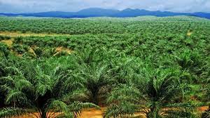 Maybe you would like to learn more about one of these? L Impact Ecologique De L Huile De Palme