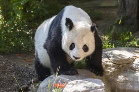San Diego Zoo Bids Farewell To Giant Panda Gao Gao | KPBS