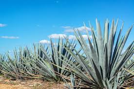 Image result for Agave