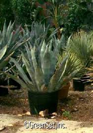 A cactus is a member of the plant family cactaceae. Century Plant In Cacti Desert Plants Live
