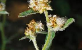 Image result for Gnaphalium polycaulon