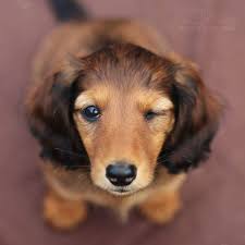 Image result for jezevčík hladkosrstý