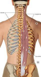 It is made up of 12 pairs of ribs. 8 Muscles Of The Spine And Rib Cage Musculoskeletal Key