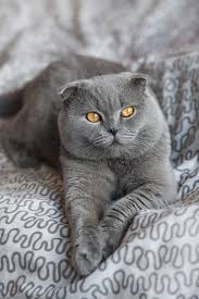 by anti pati ya anti pati ya on 500px cat scottish fold scottish fold kittens grey cats