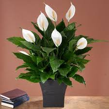 Buy Plants Online Indoor Plants Delivered Nationwide Peace Lily Plant Peace Lily Plant Care Peace Lily Benefits
