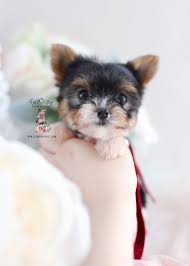 In addition to the standard parti color there is also gold parti color and chocolate parti color. Darling Teacup Yorkie Puppies For Sale Teacup Puppies Boutique