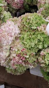 Flowers that go limp are not drinking well and need to be recut. Pin By Katherine Grinter On What S In My Bouquet Flower Arrangements Hydrangea Hydrangea Flower