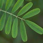 Image result for Tephrosia noctiflora