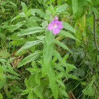 Image result for Epilobium hirsutum
