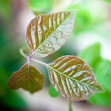 Check spelling or type a new query. Plants That Can Cause A Rash Everyday Health