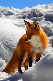 Tilki Karda Animals Animals Wild Fox In Snow