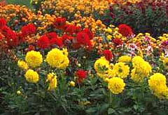 Image result for Dahlia sp. (cultivar)