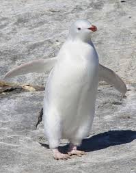 Penguen Penguen