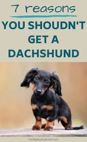 The puppies are healthy and chunky and are ready to go to new homes. 17 Dachshund Adoption Ideas Dachshund Adoption Dachshund Dachshund Pets