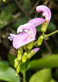 Image result for Canavalia ensiformis