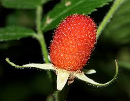 Image result for Rubus rosifolius