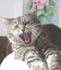 Six basic cat meowing sounds. Loud Little Cat Dealing With Meows Day And Night A True Story Natural Cat Care Blog