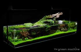 Check spelling or type a new query. The Green Machine Aquascaping Shop Aquarium Plants Supplies Planted Tank Videos Tutorials Articles