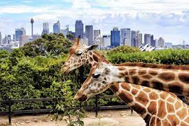 It is to be sure the ideal method to appreciate constantly the arabian sand and culture in the most thrilling manner conceivable. Go Wild Free Entry To Dubai Safari Park