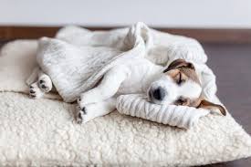 Best memory foam dog bed: 10 Best Travel Dog Beds In 2021 Road Affair