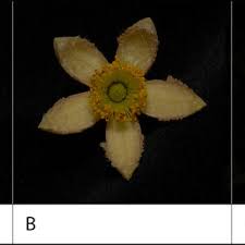 Image result for Grewia mildbraedii