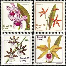 Image result for Diaphananthe subsimplex