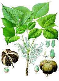 Harga #sawit jatuh harga #getah jatuh gambar ini di kpg saya sendiri di #benut #pontian #johor 15/12/18 ada kjaan #ph kisah nak naikkan harga sawit? Seringueiro Definition And Synonyms Of Seringueiro In The Portuguese Dictionary