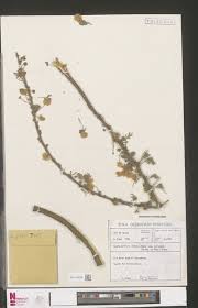 Image result for Thesium megalocarpum