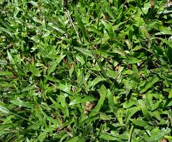 Image result for Paspalum conjugatum