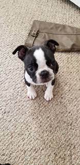 Pin On Boston Terrier Love