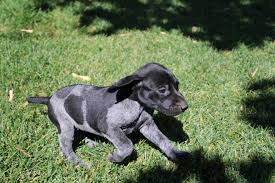 Current Puppies German Shorthaired Pointers Steady To Wing Shorthairs