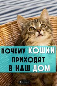 хорошо что каждый год к нам приходит новый год Pochemu Koshki Prihodyat V Nash Dom Koshki Trehcvetnaya Koshka Lyubiteli Koshek
