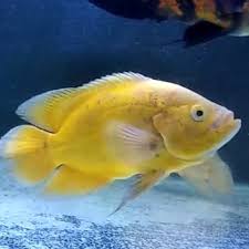 Harga ikan oscar hitam di pasaran sekitar rp 90.000. Jual Ikan Oscar Lemon 4jari Jakarta Barat Cahaya Fishquads Tokopedia