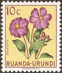 Image result for Dissotis gilgiana