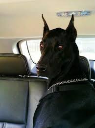 Doberman Doberman Pinscher Dog Dogs Doberman Pinscher