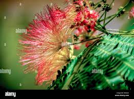 Image result for Fabaceae subfamily Caesalpinioideae