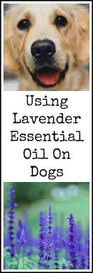Can I Put Lavender Oil On My Dog Paws Right Here Essential Oils Dogs Lavender Essential Oil Uses Lavender For Dogs